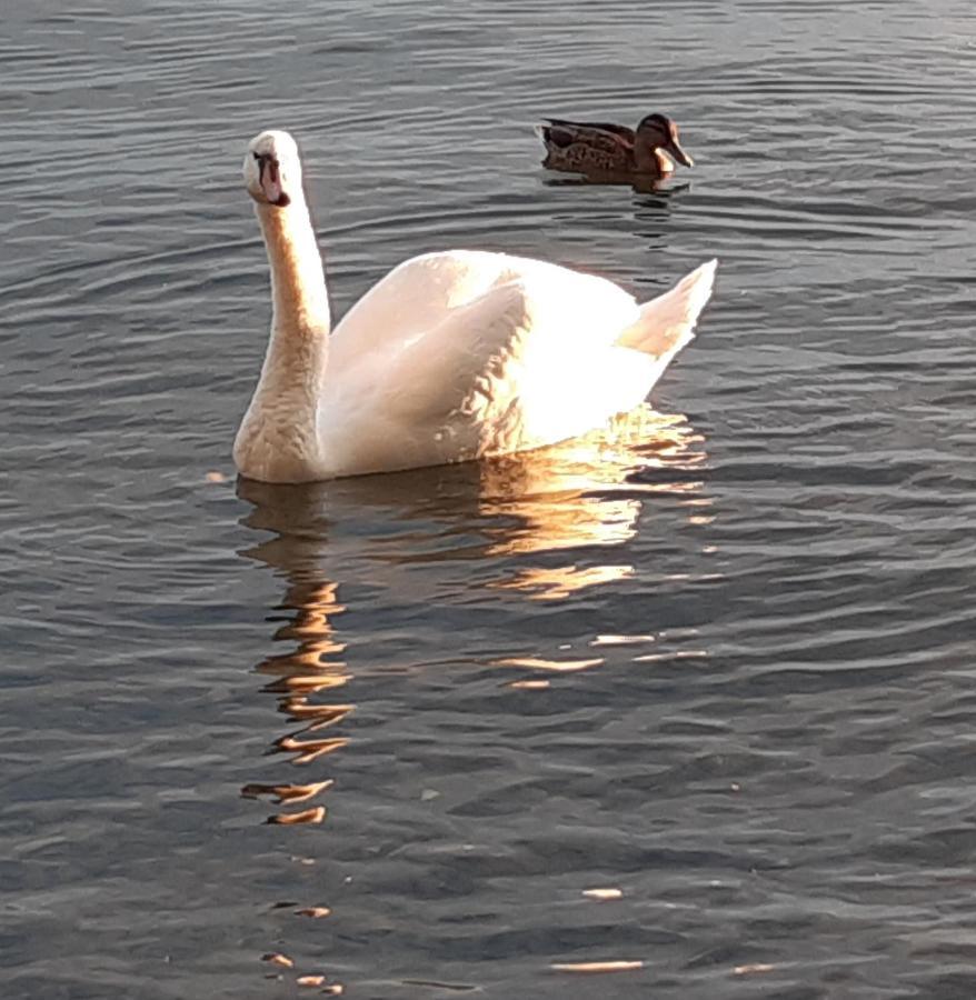 Lakeside Apartment - Seeufer Apartment Allensbach Εξωτερικό φωτογραφία